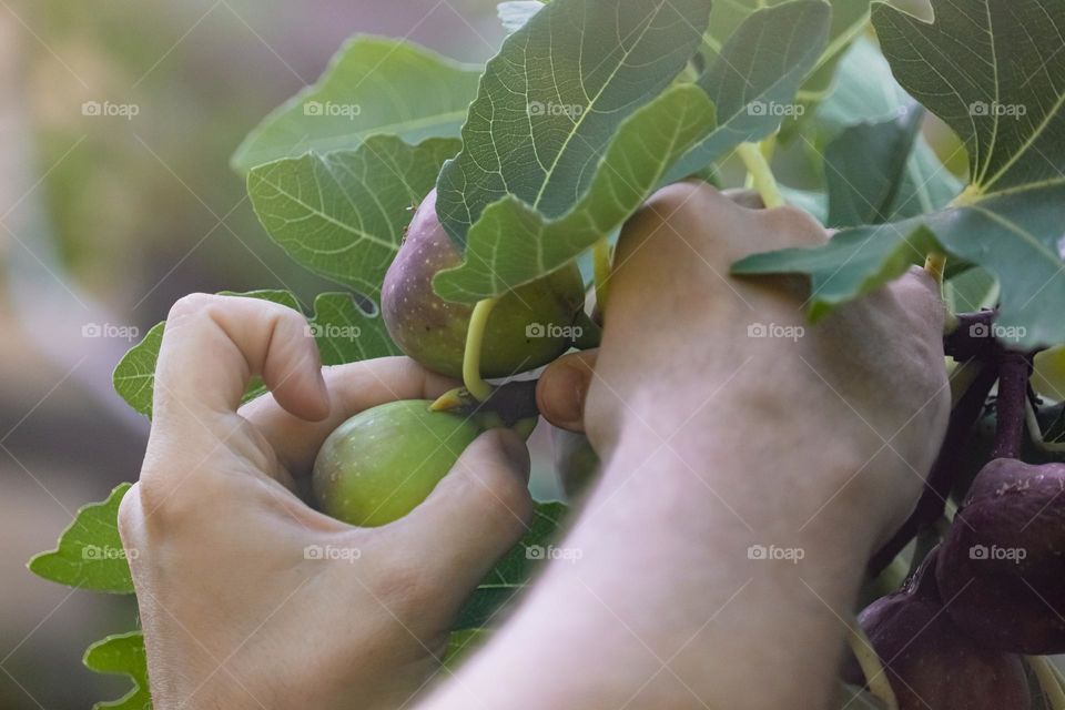 Harvesting figs