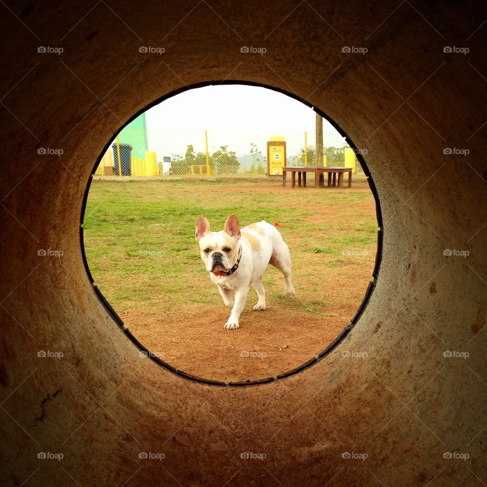 Geometric dog. There's beauty at the end of the tunnel