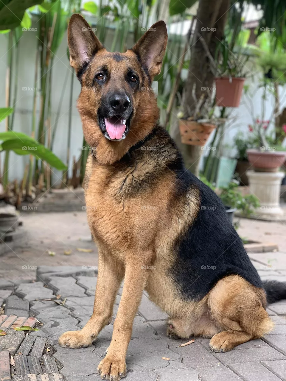 My handsome german shepherd boy