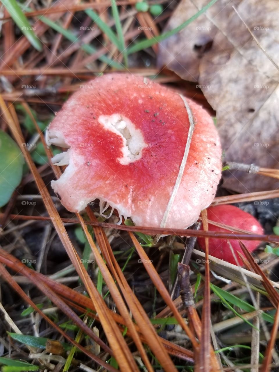 mushroom