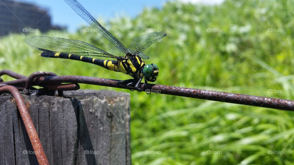 Dragonfly