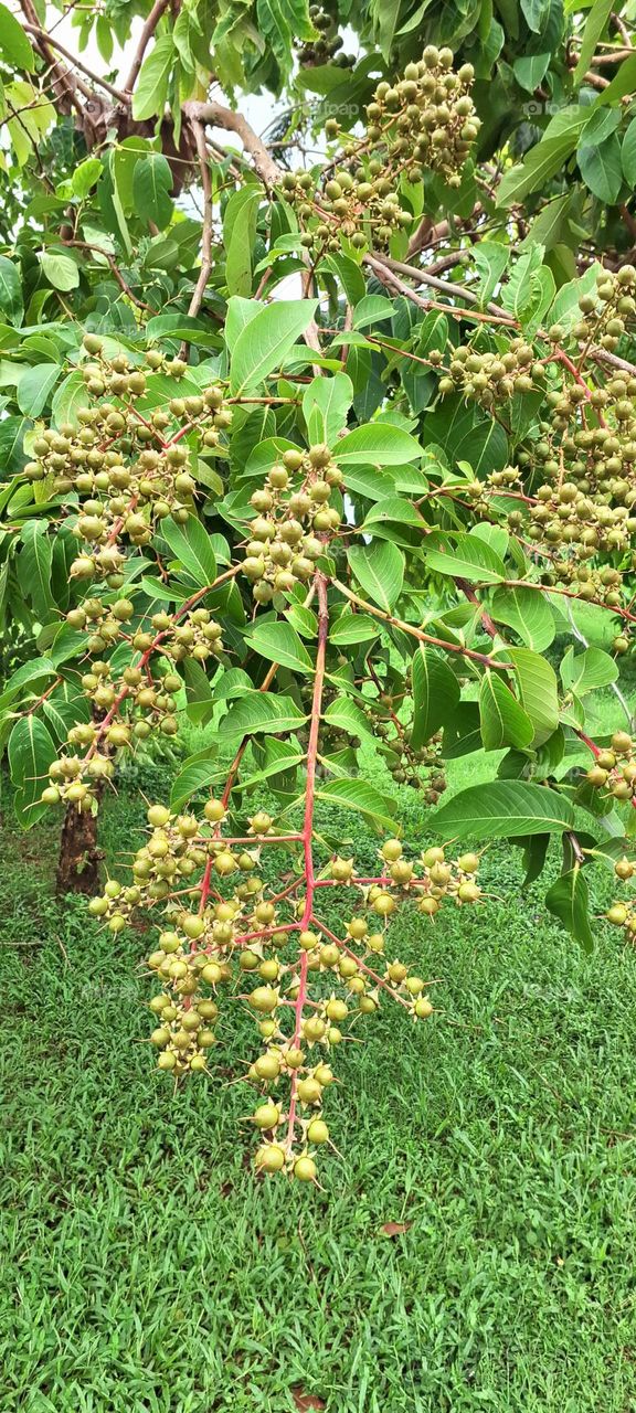 pride of india plant