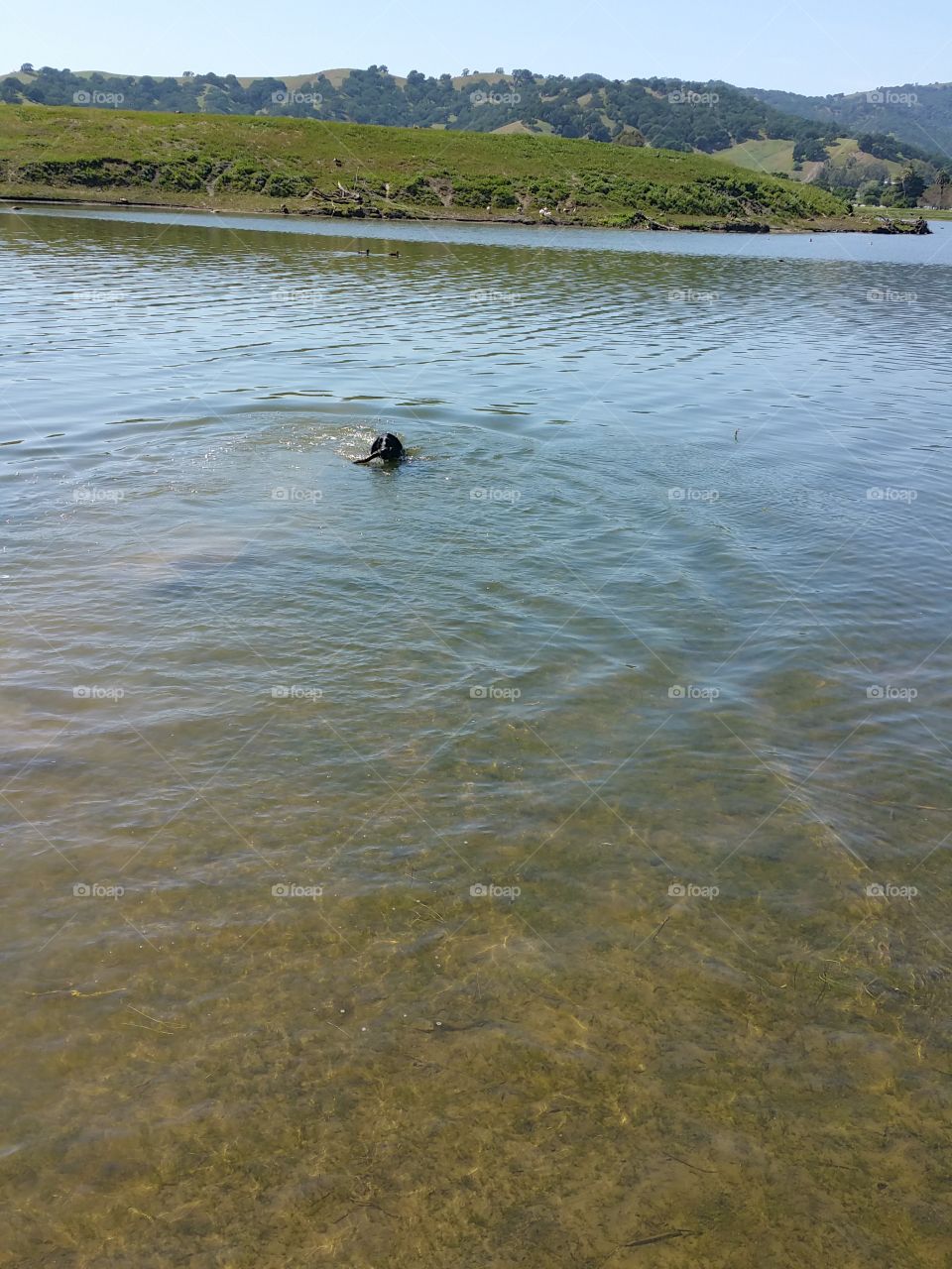 Dakota swims. my lab puppy Dakota swims at Pena Adobe lagoon after a stick bigger than she is