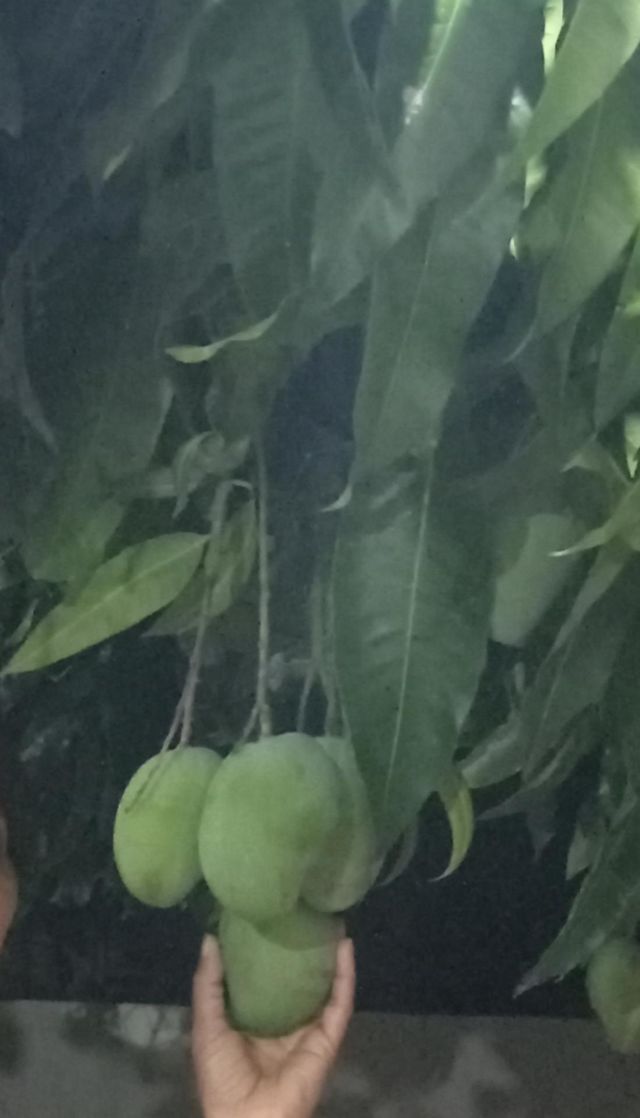 Mangoes are sweet and delicious fruit.