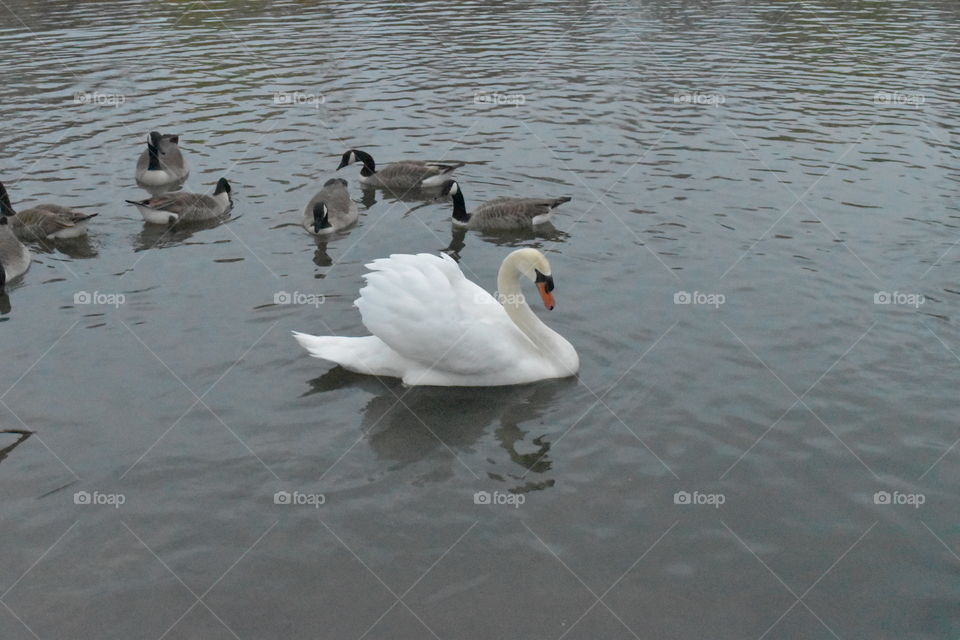 Bird, Duck, Water, Lake, Swan