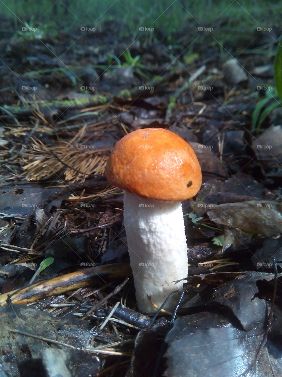 mushroom in forest