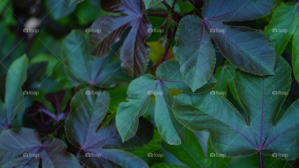 miss spring evening after rainy day showing the nature beauty of different shades