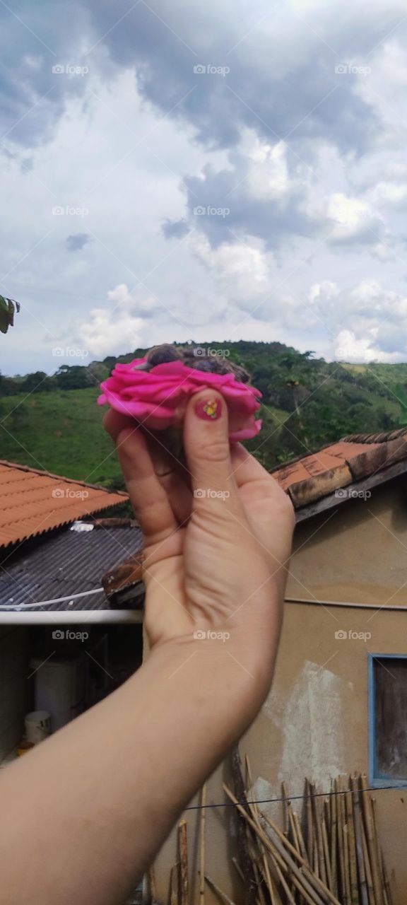 little bird in the colorful nest in the hand cute