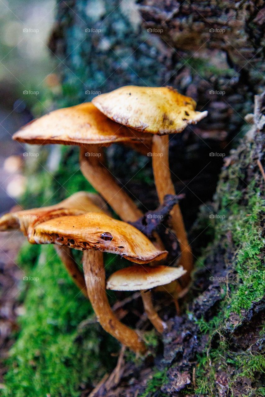 Fall is mushrooms.Mushrooms everywhere. Its a beautiful sight to see them all.They looks Nice.