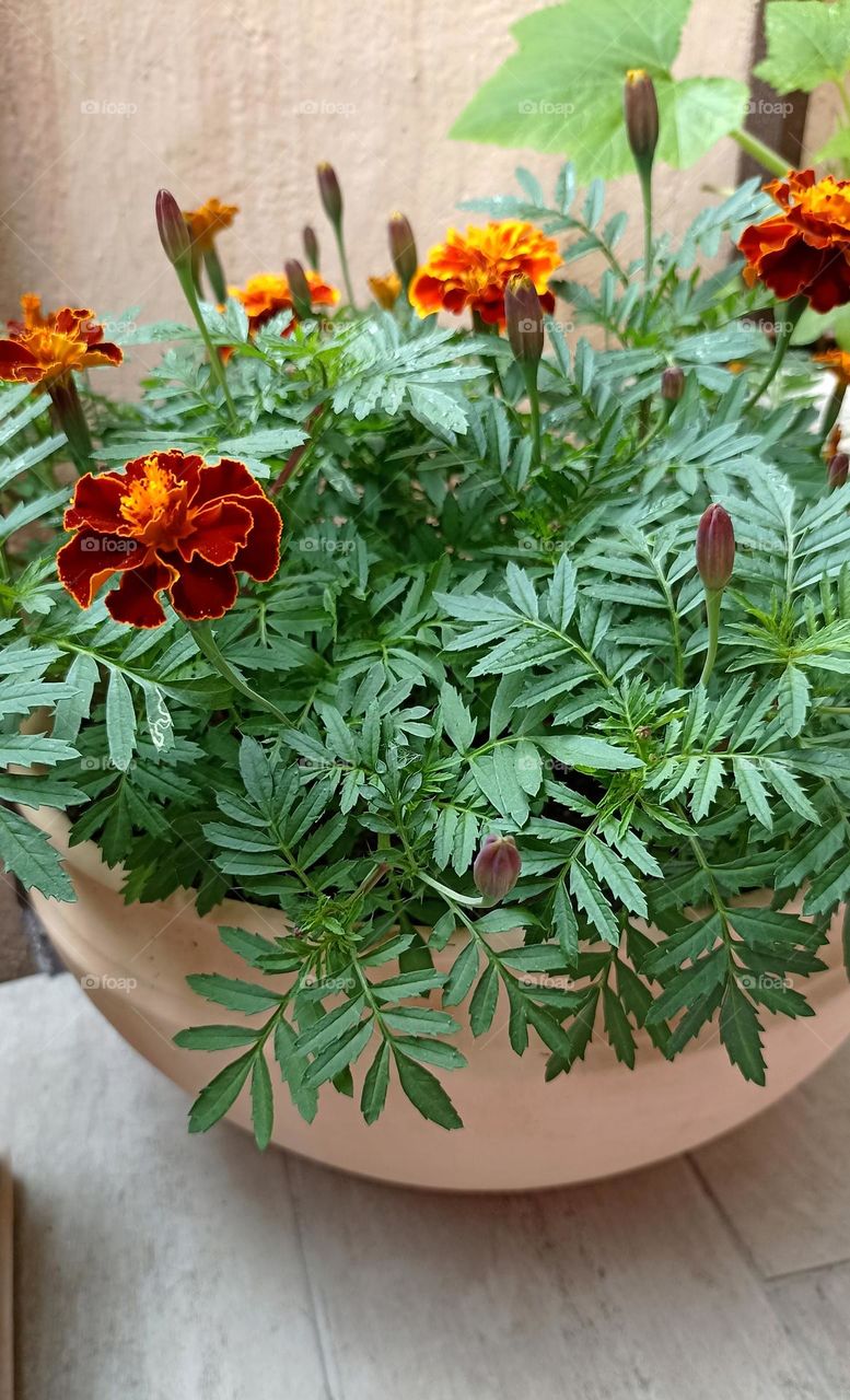 beautiful flowers in pot summer time