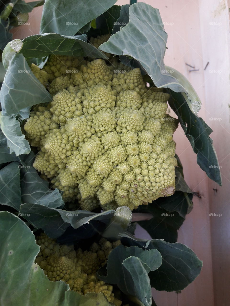 Italian cauliflower