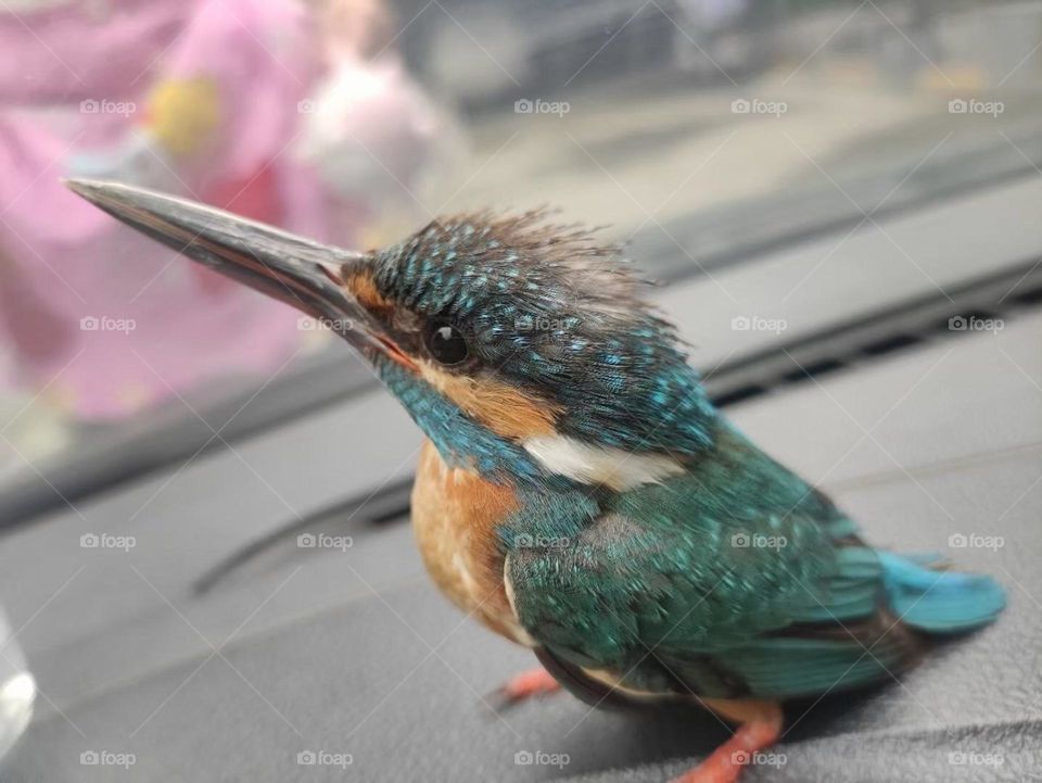 This bird was rescued under the wheel stood in the middle of the road, and the car came and went. It depends on the situation. The bird can't even open eyes. Lucky to be so close to the Kingsley,