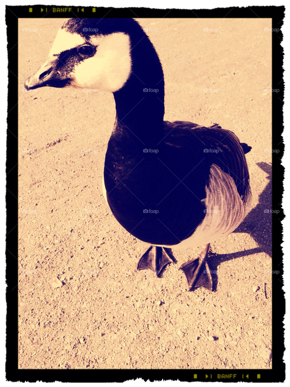 Goose