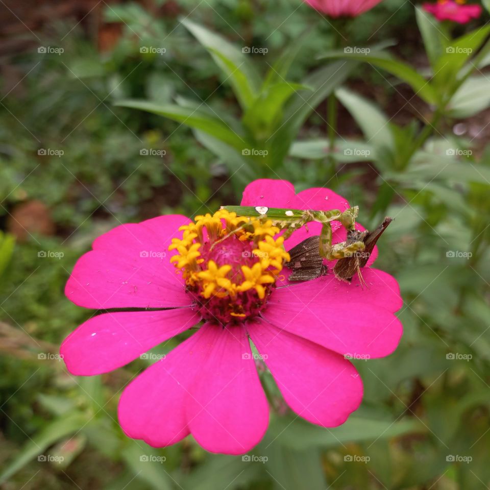 Zinia flowers that are blooming on the praying mantis