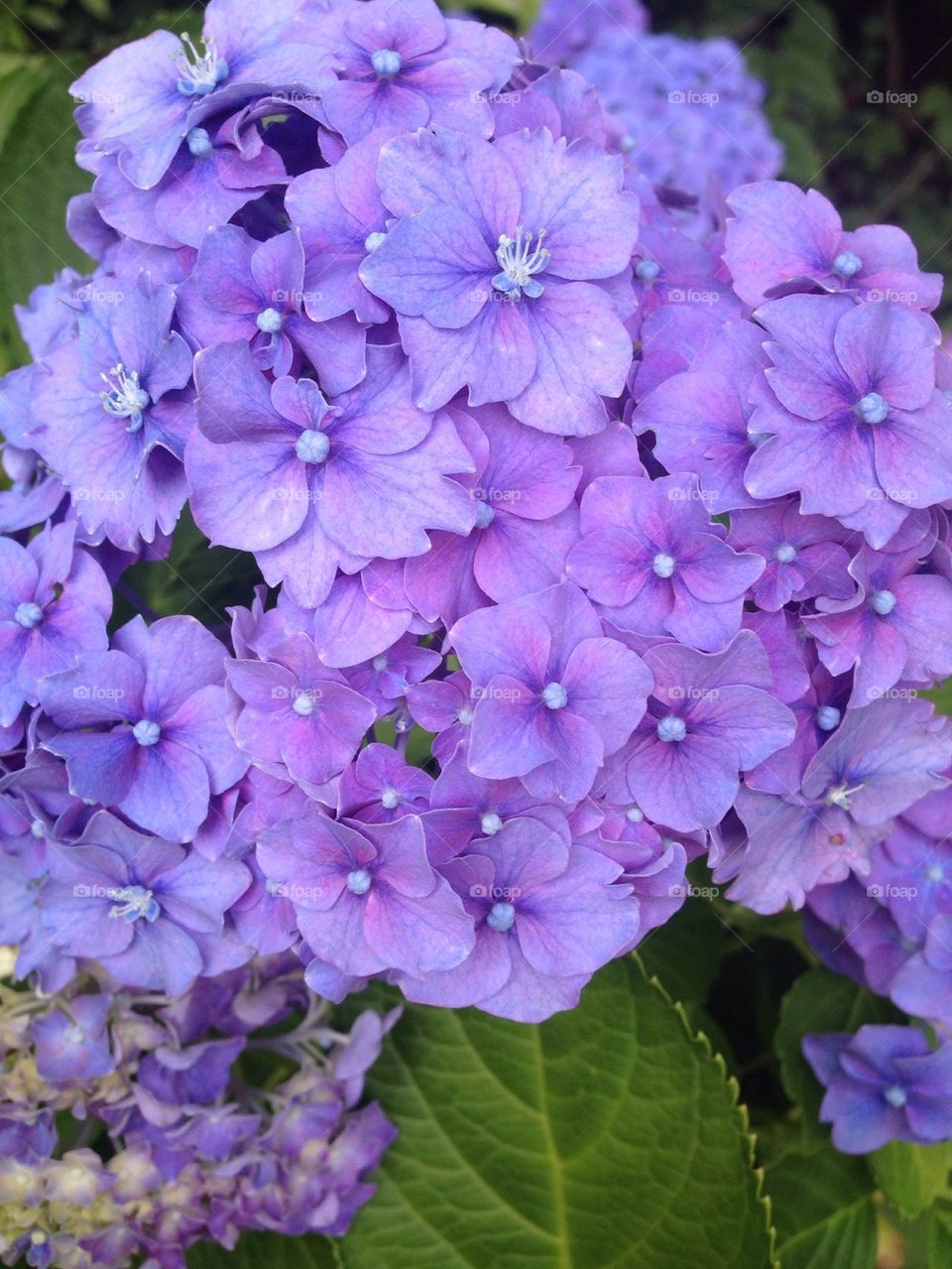 Hydrangea lavender blooms 