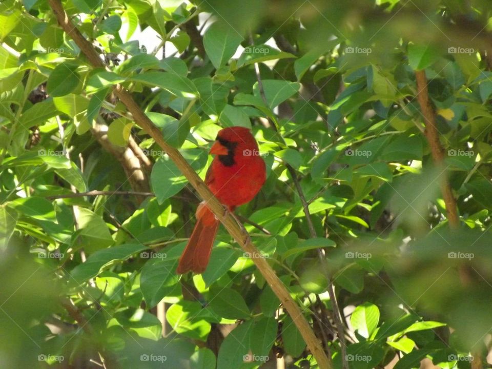 Pretty Bird 