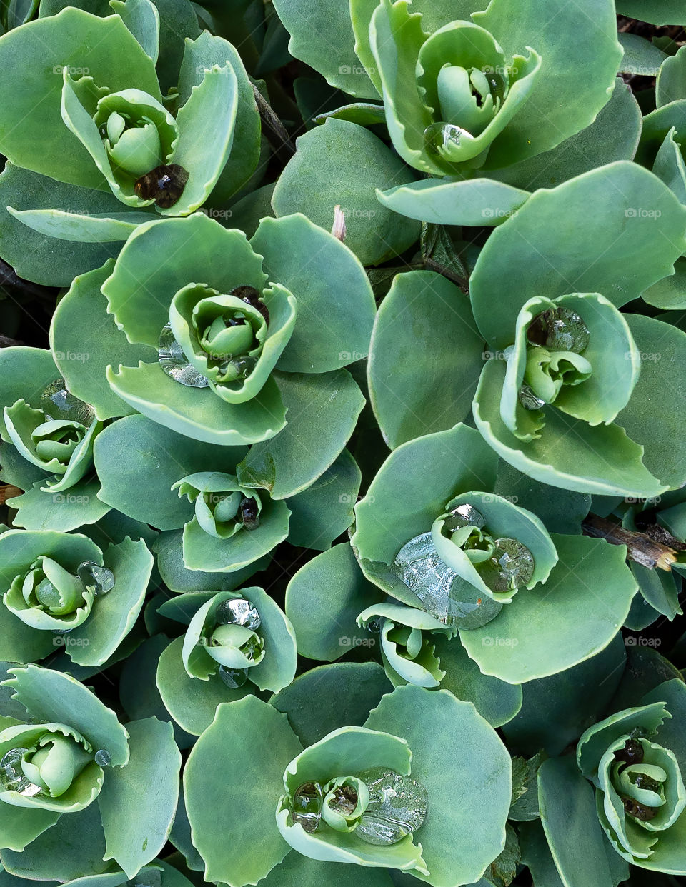 fractal green flower top view close-up