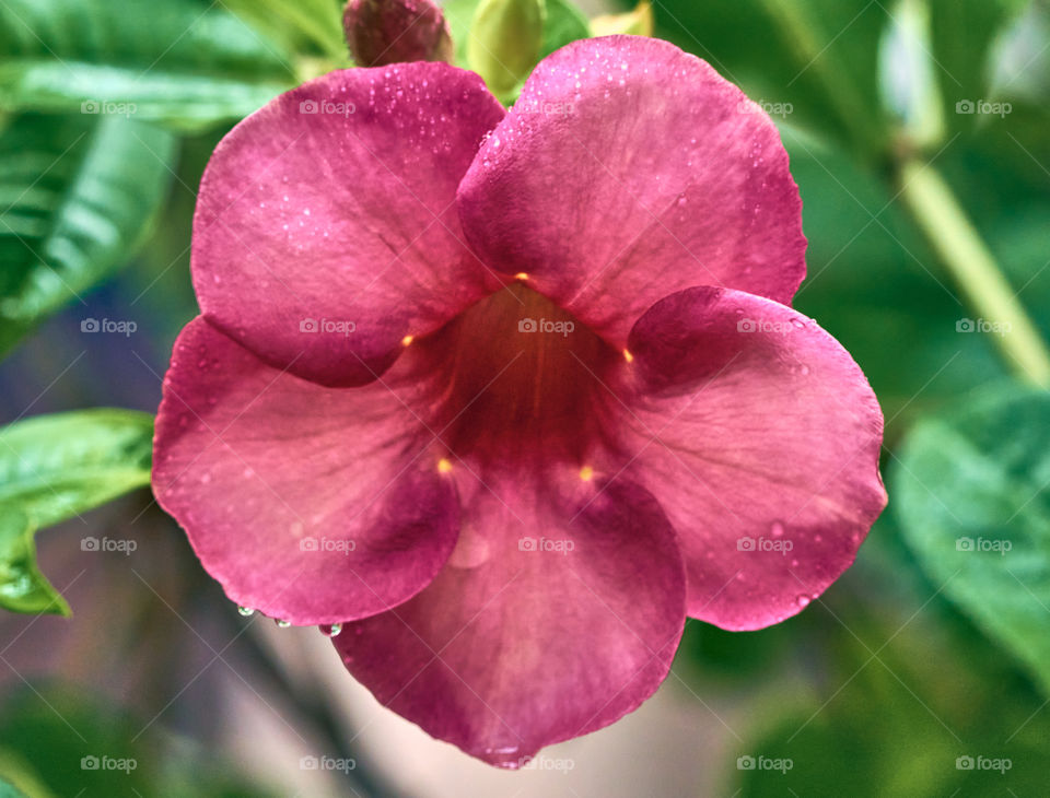 Allamanda flower photography