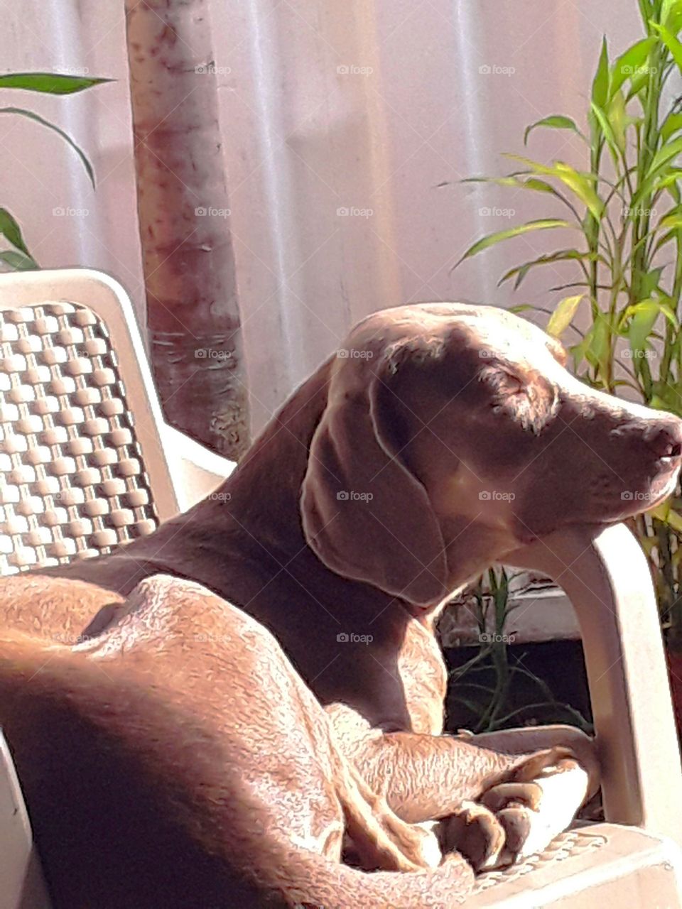 tomando el sol en su silla