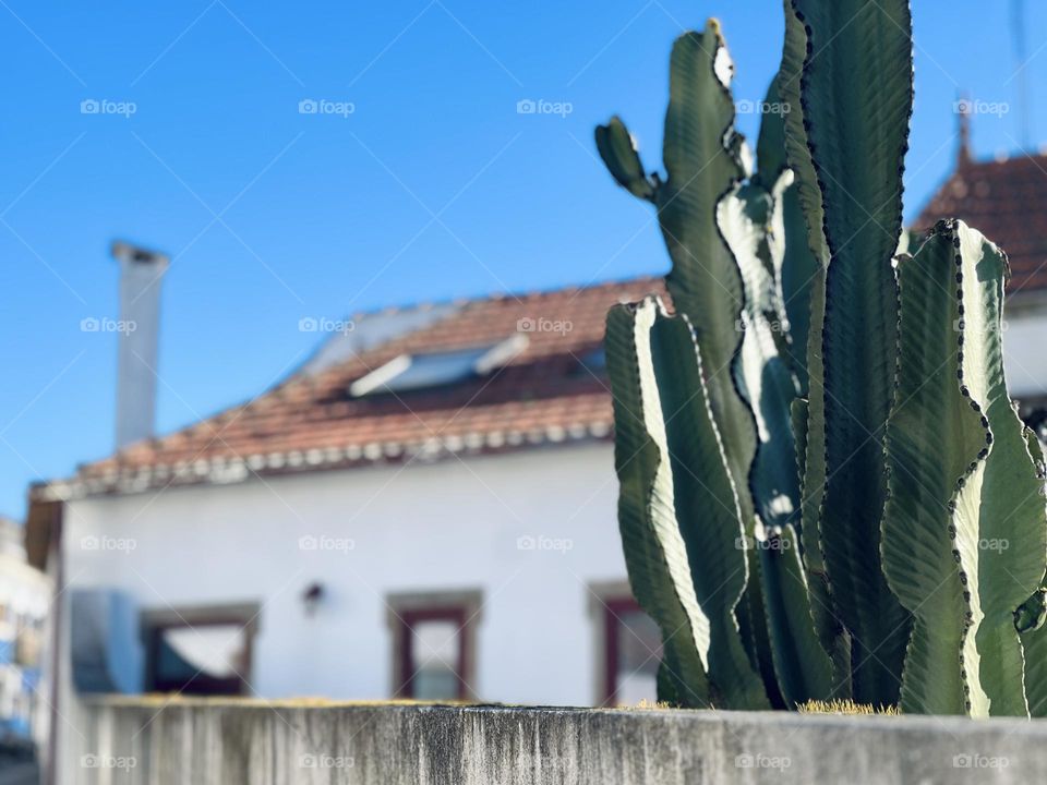 Cactus with house background 