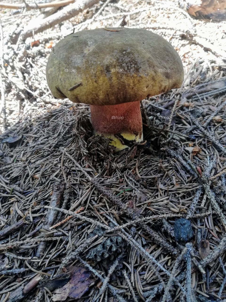 Borowik ceglastopory