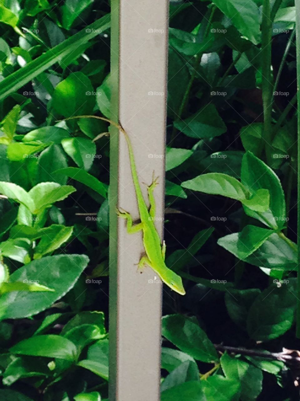 Close-up of green lizard