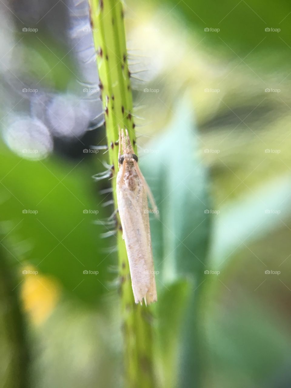 Tiny butterfly on grass