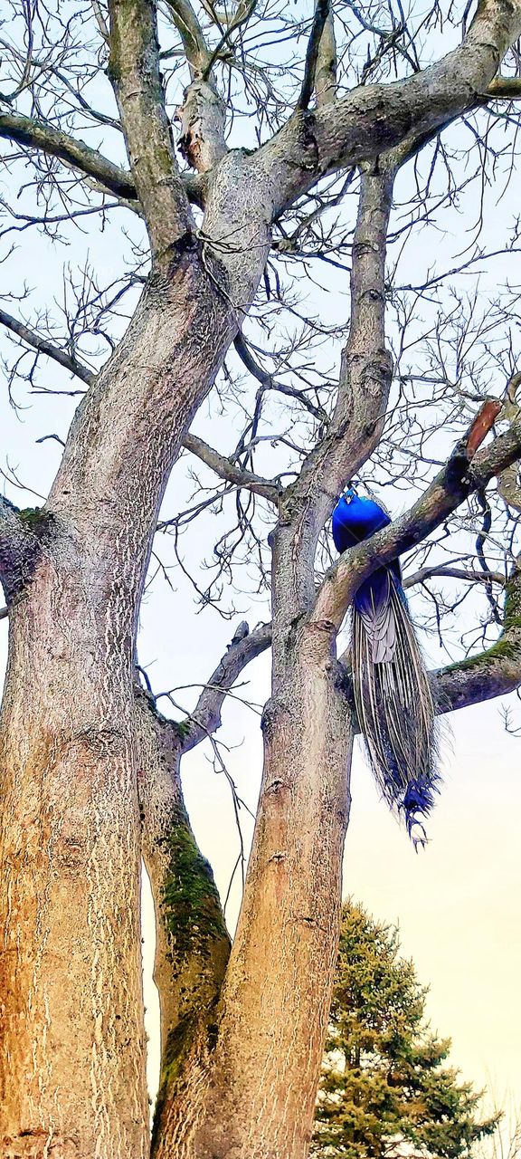 Peacock