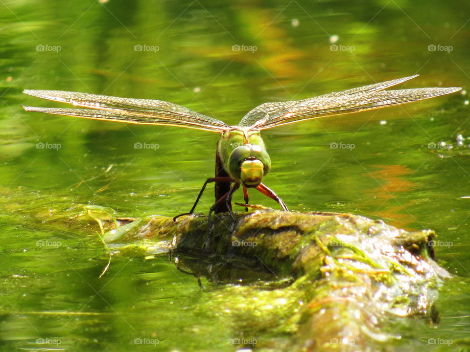 dragonfly