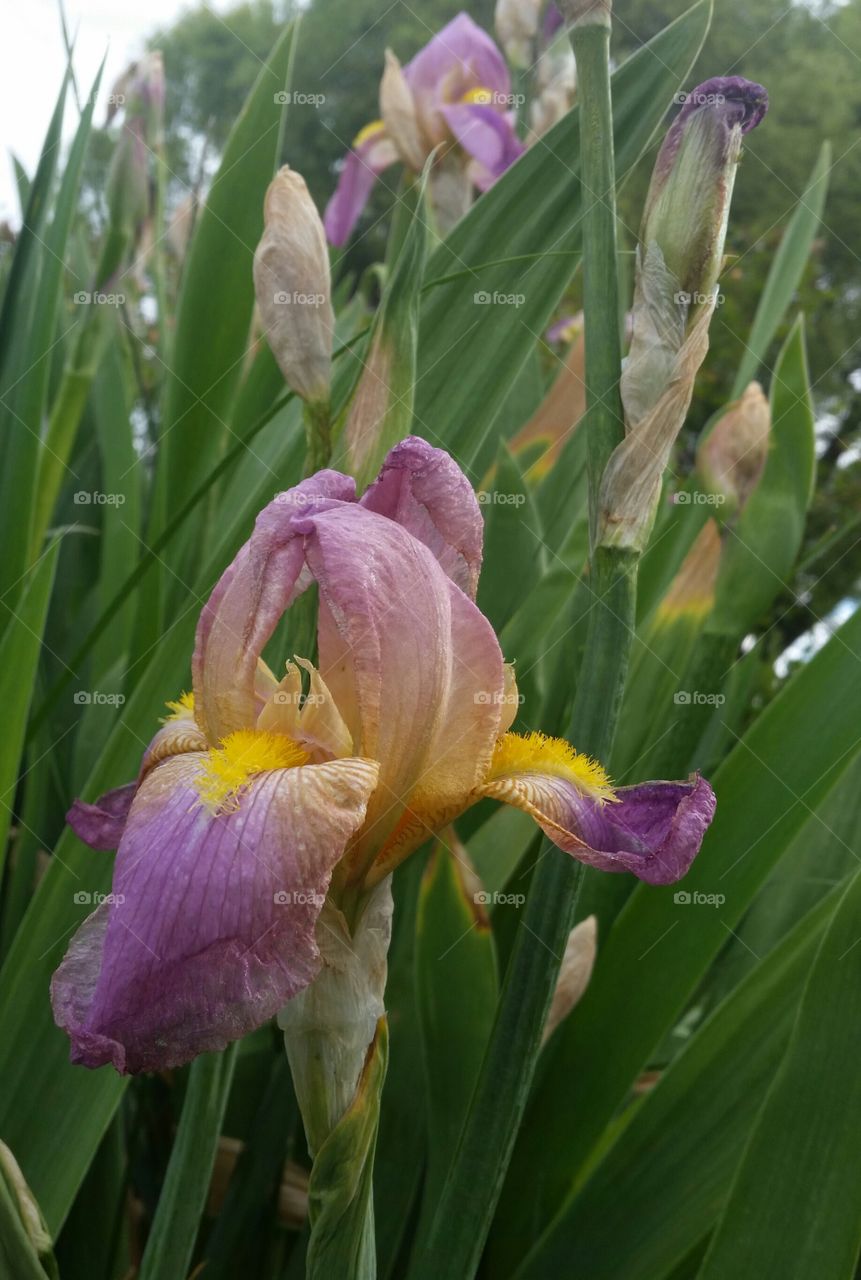 Spring Iris. Pale purple spring iris