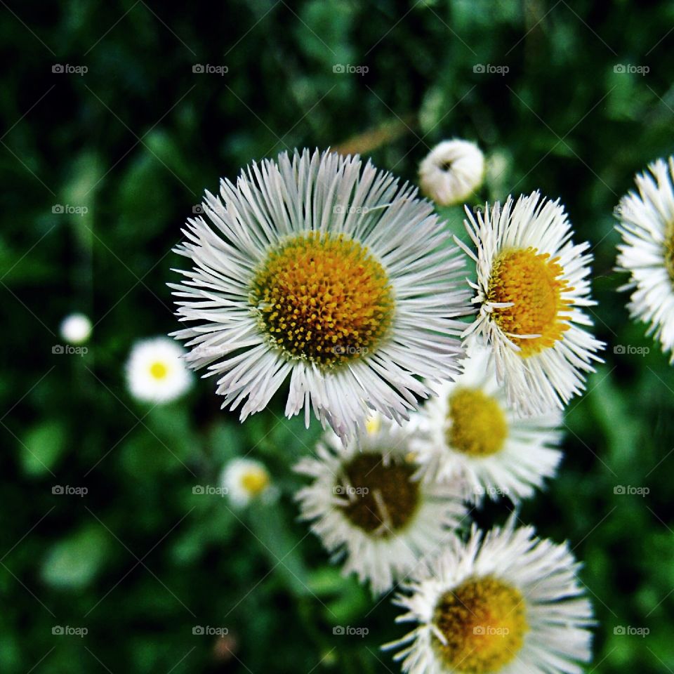 Micro flower close up 