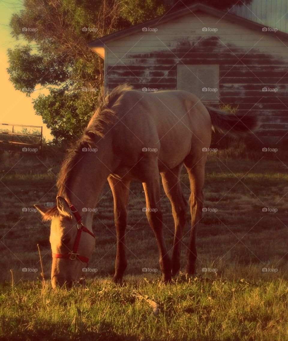 Sweet colt in the sun