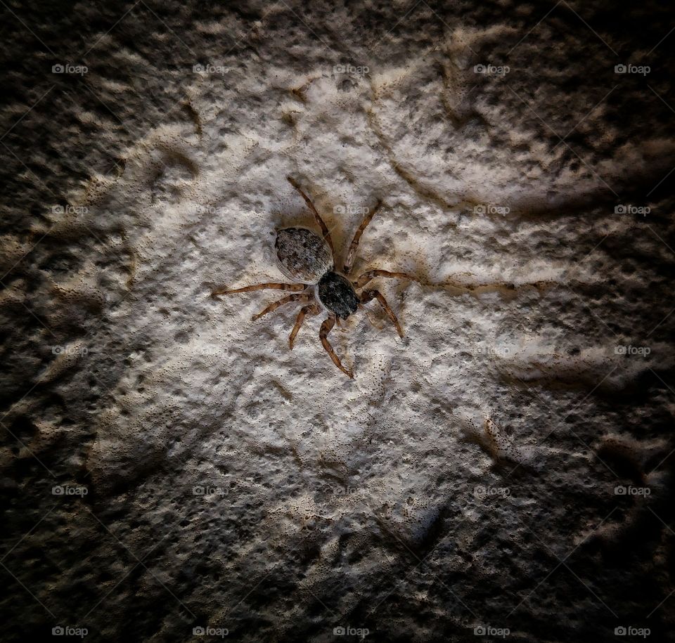 Elevated view of spider