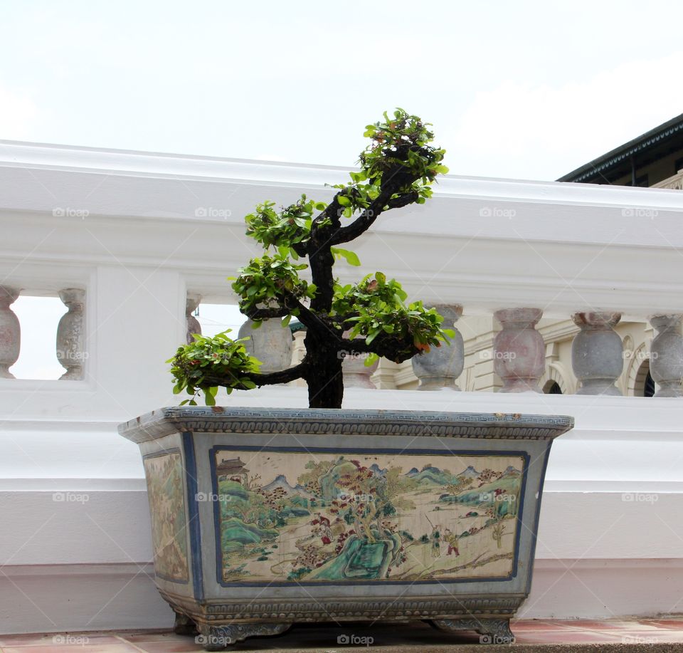 Bonsai Spring 