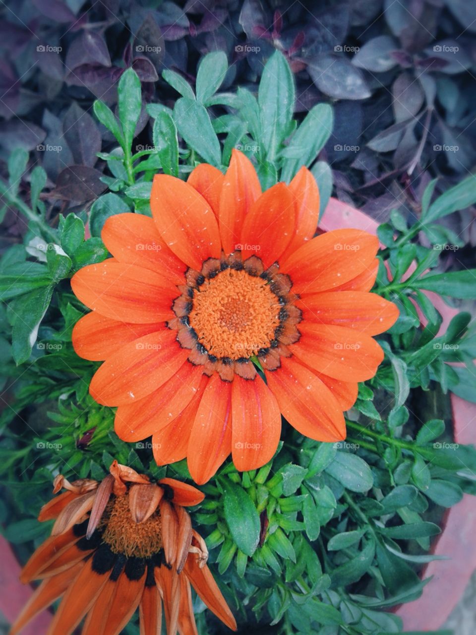 flower of garden