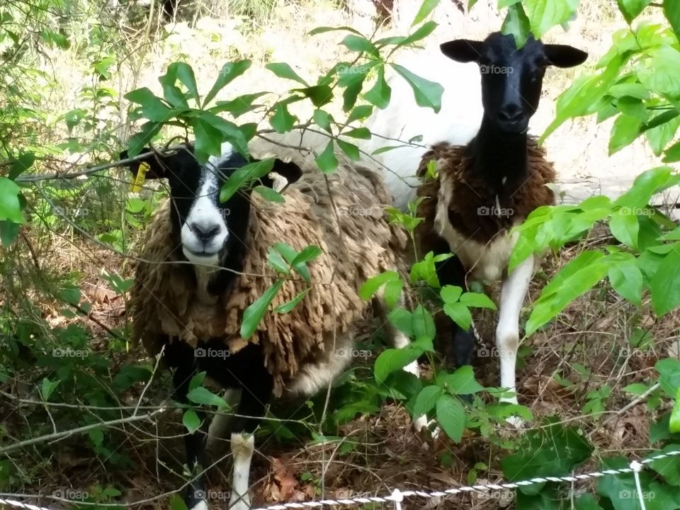 pair of sheep