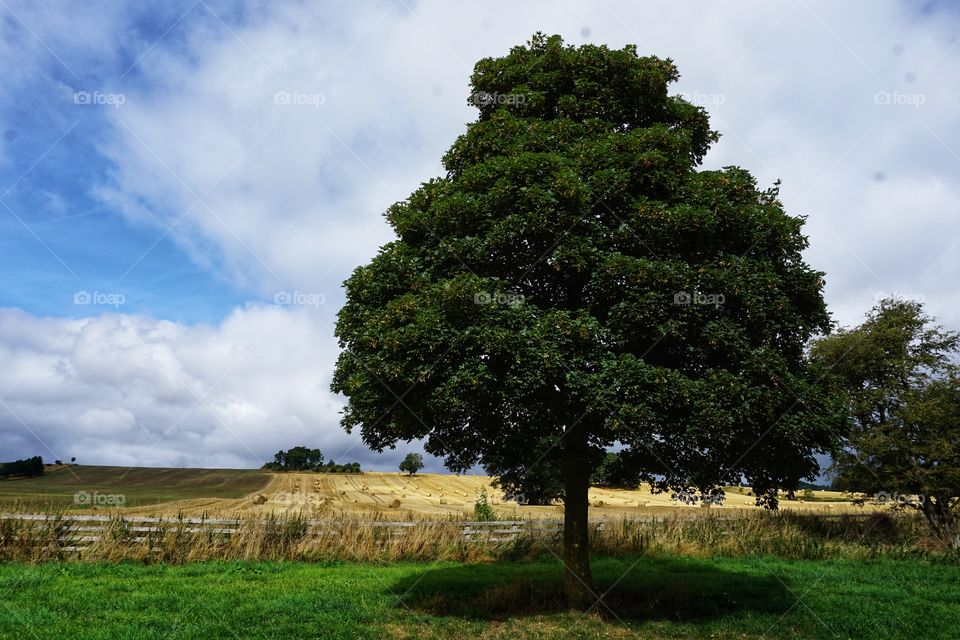 Large tree main subject in this Countryside Landscape photo 