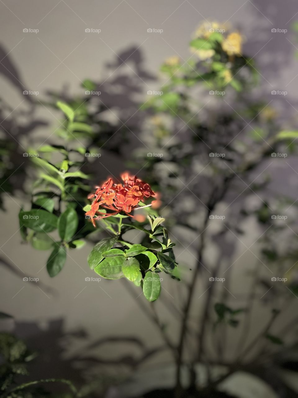 Take flowers photos when it’s dark 