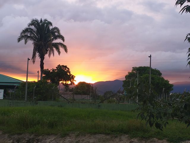 Tree - sunset