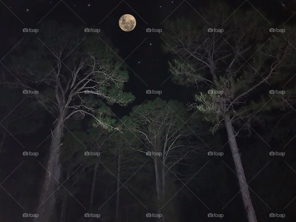 Magical moonlight on the forest trees.