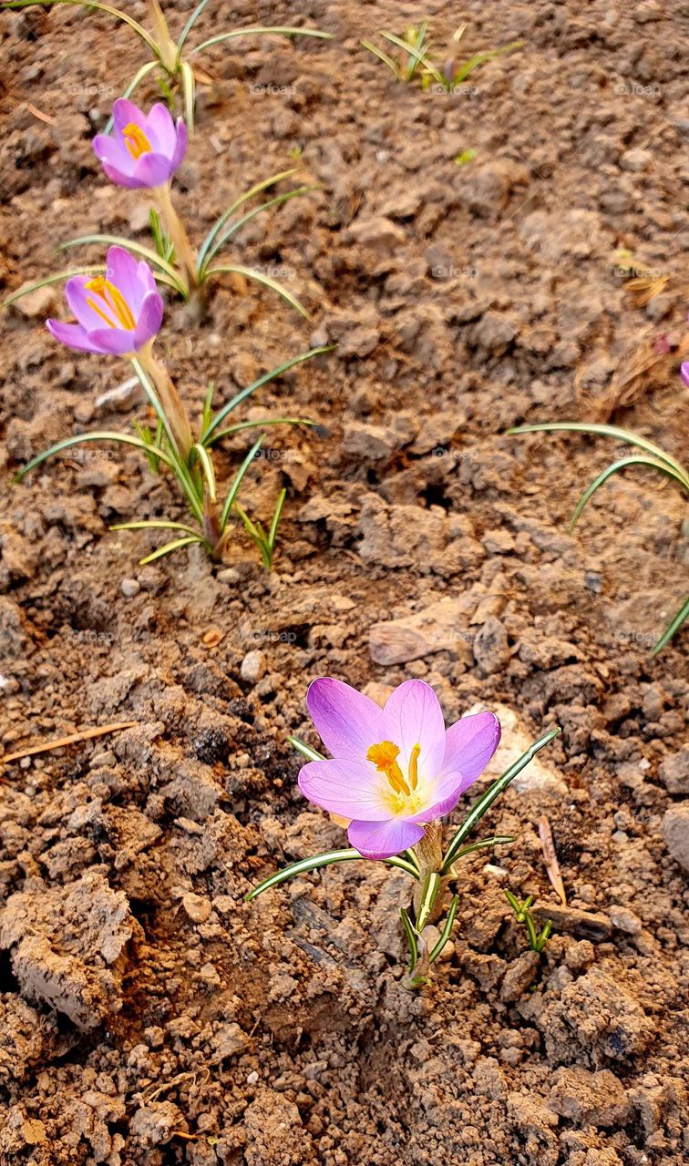 Crocuses