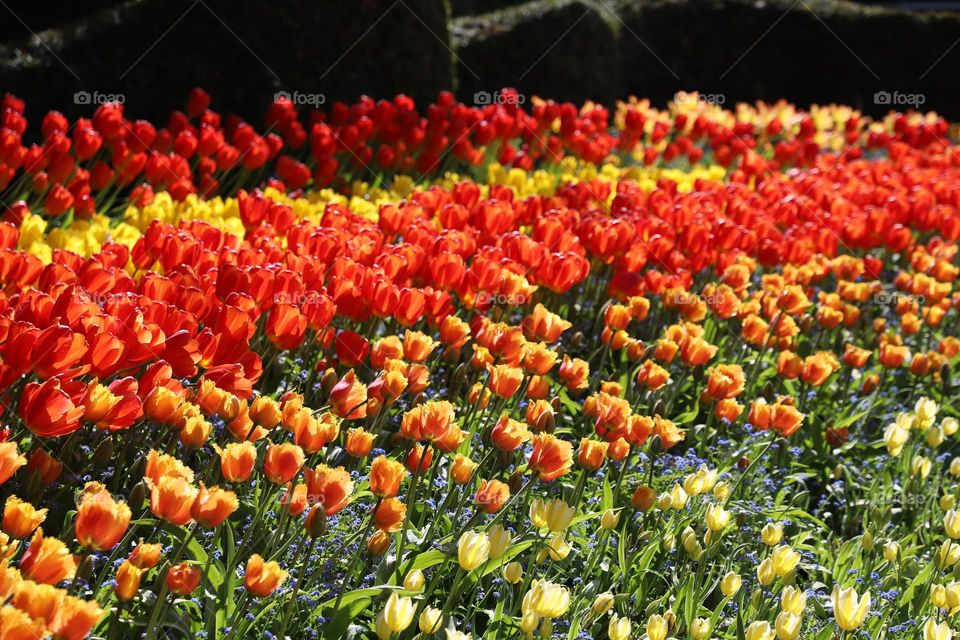 All colours if tulips 