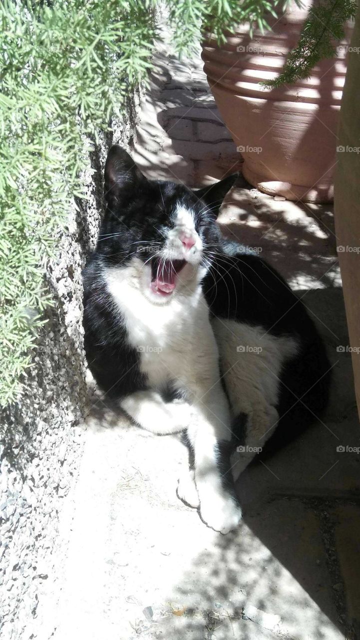 Beautiful black and white cat