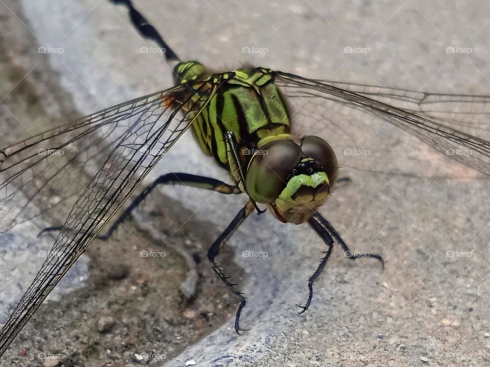 Green dragonfly.