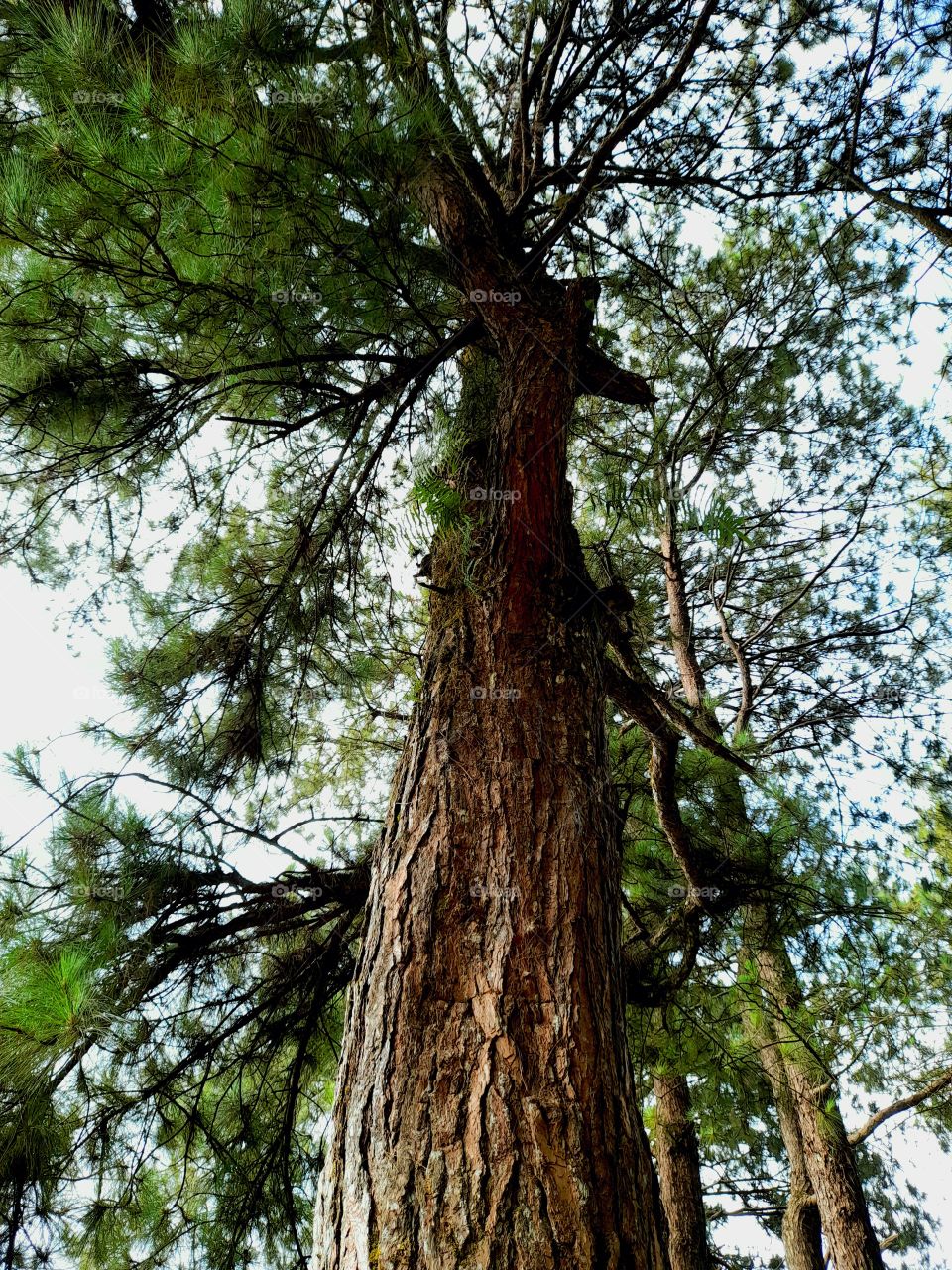 The tall pine tree.