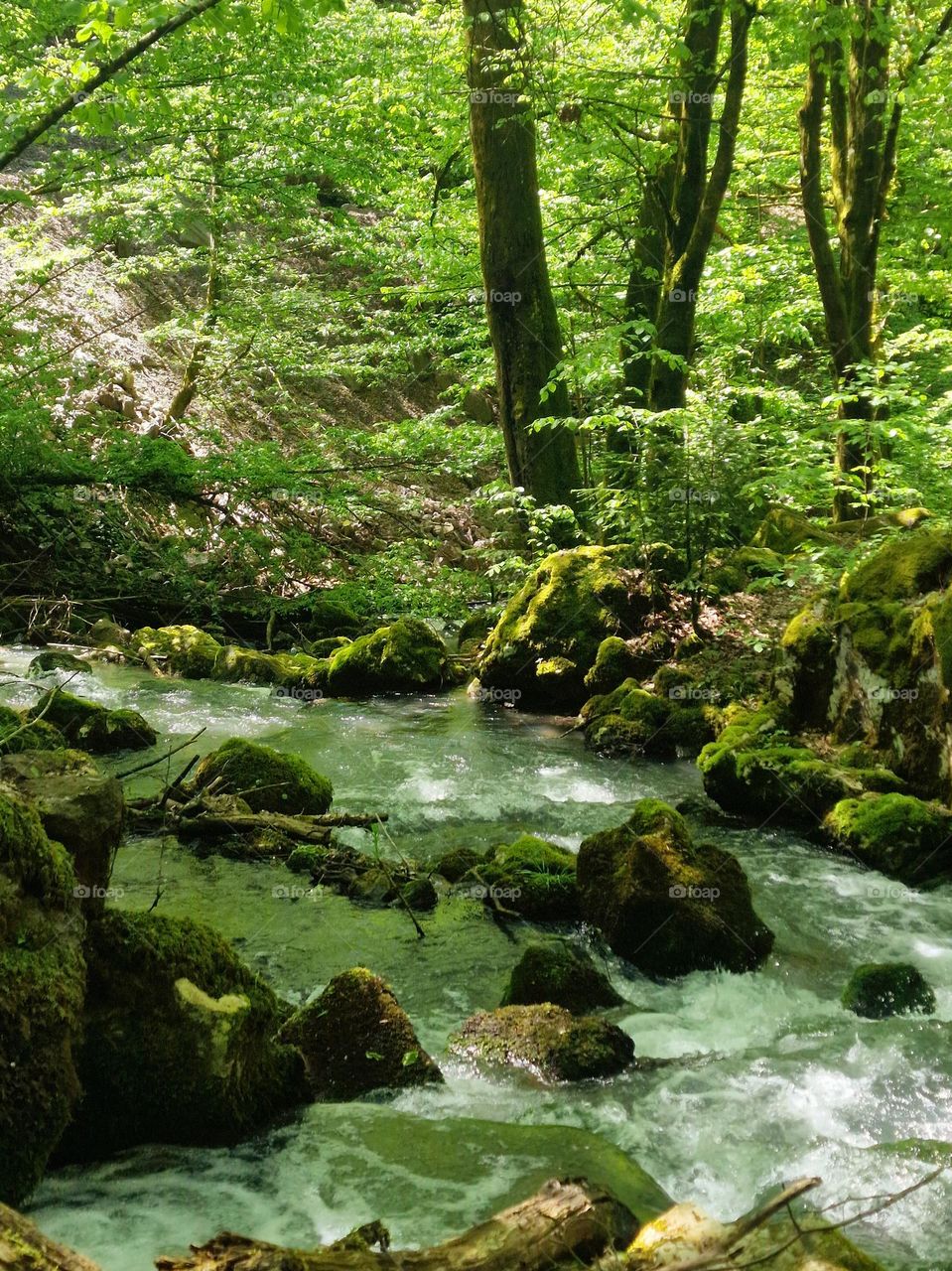 river in the forest