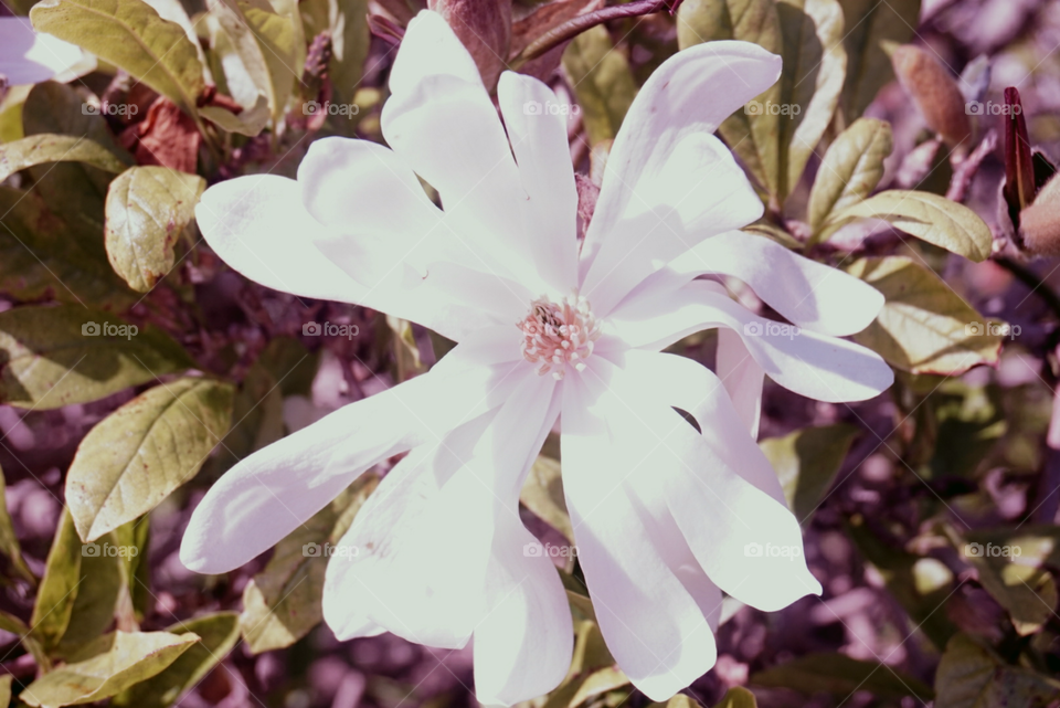 Japanese Cherry
Springs 
California Flower