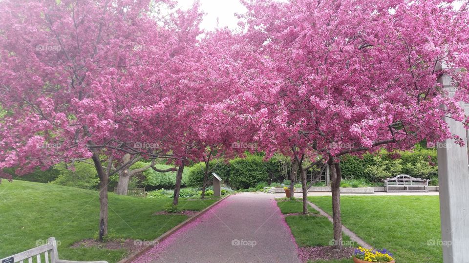 a path under cherry trees