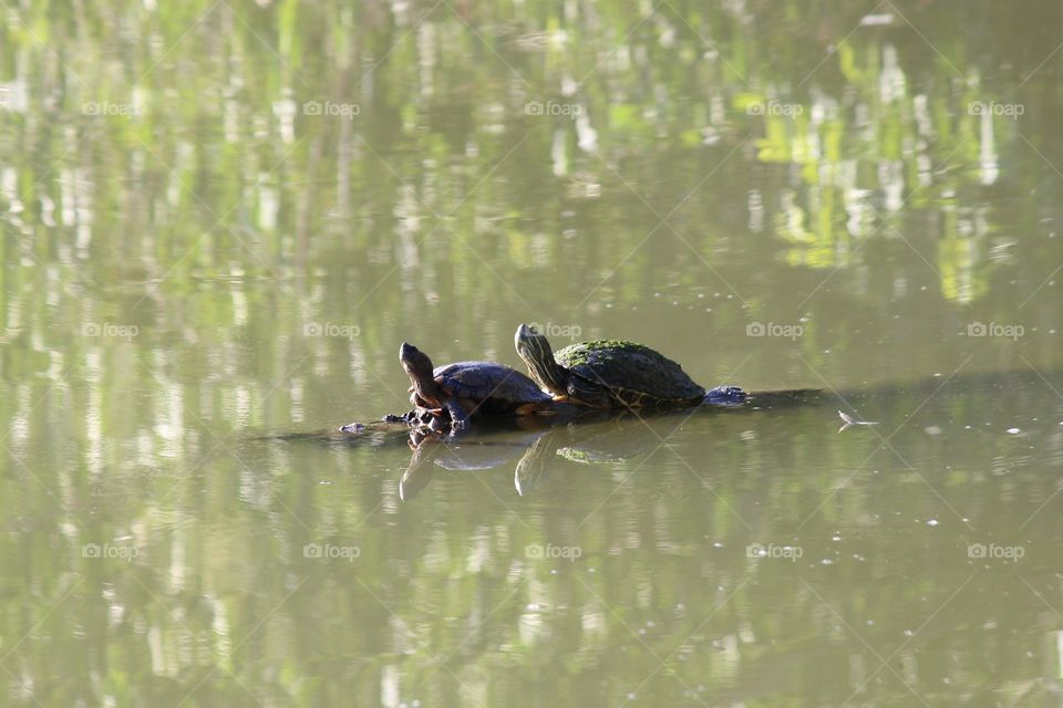 turtles