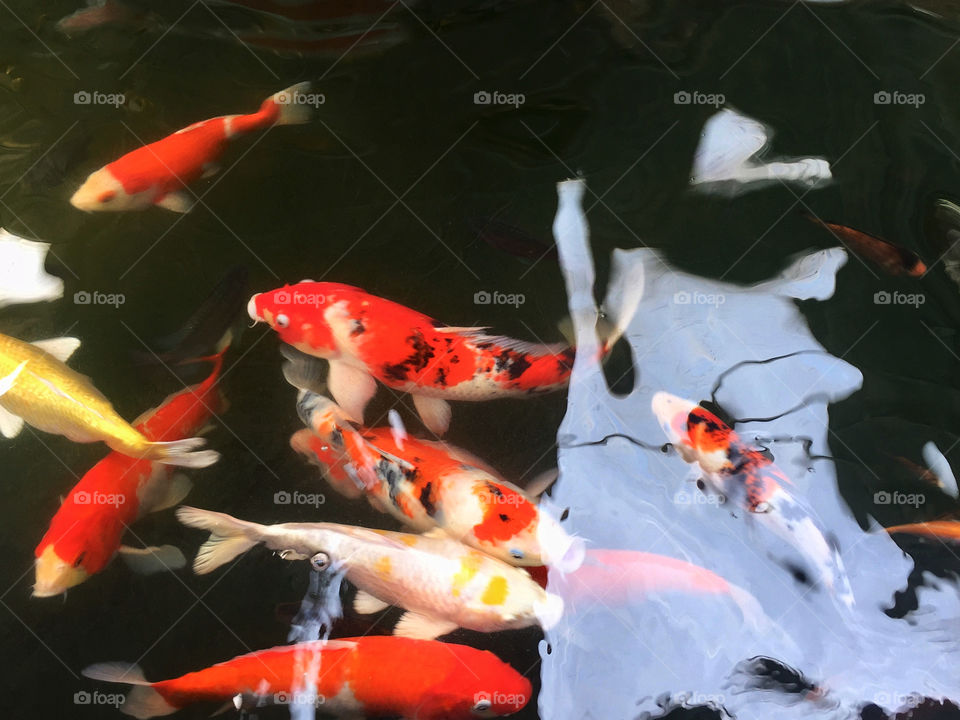 Colorful koi fish in the pond in garden 
